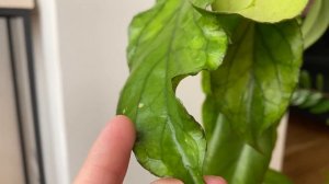 Hoya Golden eye. Не все растения у меня в идеальном состоянии