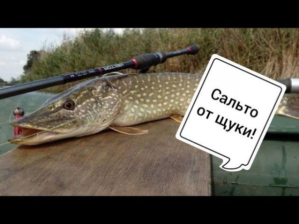 Сальто от щуки #рыбалканадонки ##relaxfishing #щукалетом #щуканаджиг