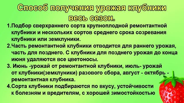 Крупная клубника весь сезон. Мой способ.