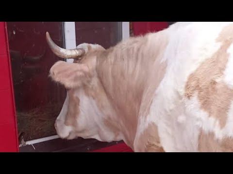 Признаки перед отелом коровы смотреть онлайн