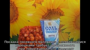 Обработка лука перед посадкой солью и марганцовкой