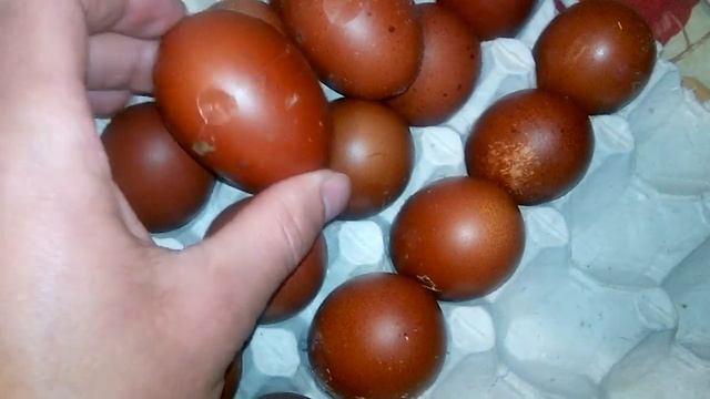 КУРЫ МАРАН! ШОКОЛАДНЫЕ ЯЙЦА. ЗАКЛАДКА ЯИЦ В ИНКУБАТОР.. смотреть онлайн