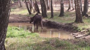 НАЦИОНАЛЬНЫЙ ПАРК ЛОСИНЫЙ ОСТРОВ. Посетили лосиную биостанцию, прогулялись по экотропам.