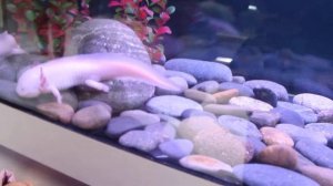 Ящерица с капюшоном и мексиканская амбистома!!! Lizard Hooded and Mexican ambistoma!!!