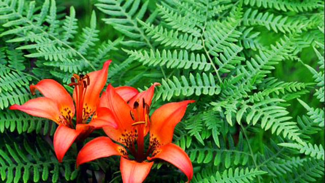 Папороть цвіте - Анісімови Віктор та Любов смотреть онлайн