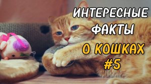 Коты. Интересные факты. Почему кошка мнет лапами одеяло?