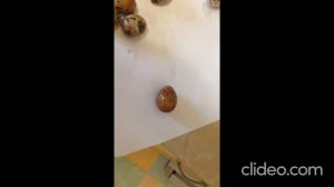 как почистить свежие варенные перепелиные яйца
