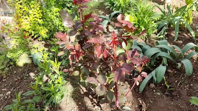 Розы на юге в начале мая после зимы. Подкормки и уход смотреть онлайн