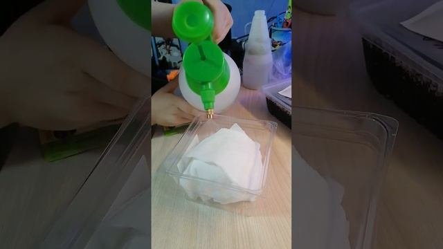 Проращивание баклажана , всходы на 3 день!!!!Черный Красавец от Семена Алтая!!!!