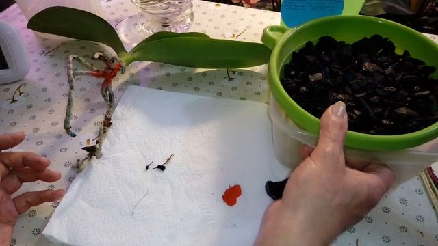 Корневая и Стволовая Гниль Орхидеи | Реанимация Орхидеи | Phal. Bright Maya смотреть онлайн