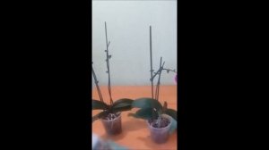 Как простимулировать орхидеи к цветению/Применение цитокининовой пасты