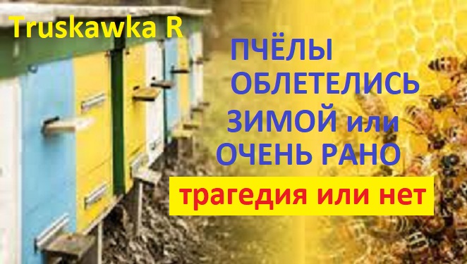 Пчёлы. Почему зимний облёт не страшен. Почему облёт ранней весной очень опасен. смотреть онлайн