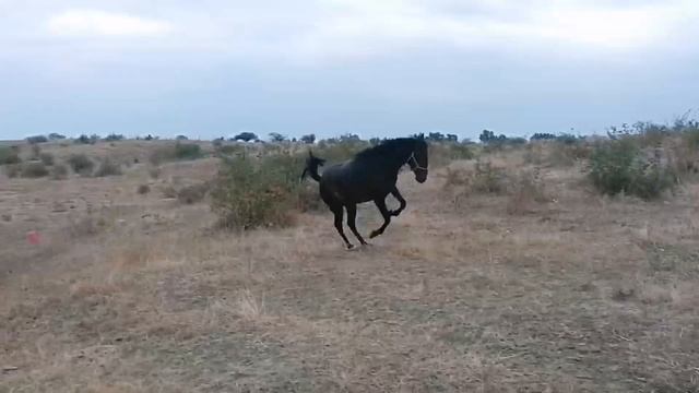 Лошади. Адыгэш. Adiga horses. 28.08.23. смотреть онлайн