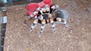 ПТИЦЕЕДЫ! Мои ПАУЧКИ! сколько стоят? Где купила? ? ?