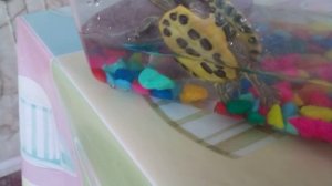 Факты про черепашек