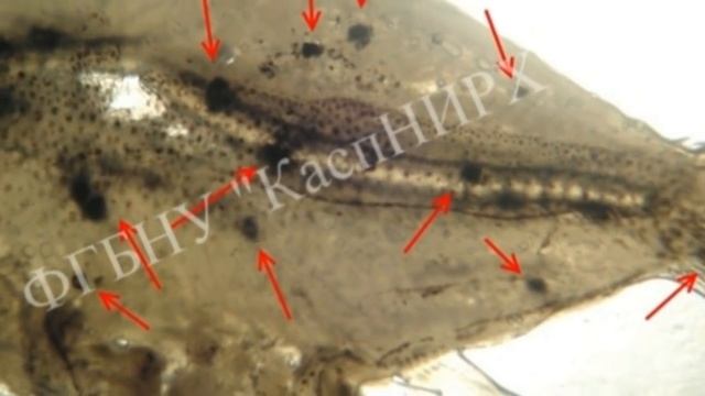 Паразиты оборотни на рыбе. смотреть онлайн