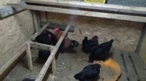 Как отопить курятник зимой???