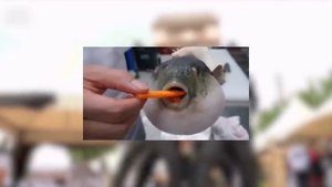 Топ 5 мемов с Танцующим гробом / Top 5 is Coffin Dance Meme