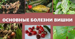 09.05.2021 Болезни вишни (самые опасные) симптомы, профилактика. Это помогло мне сохранить вишни.