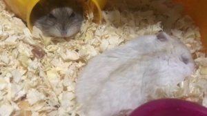 Хомяк спит. Как спят хомяки