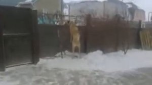 Турецкий кангал