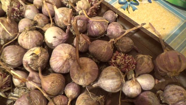 Чеснок озимый. смотреть онлайн