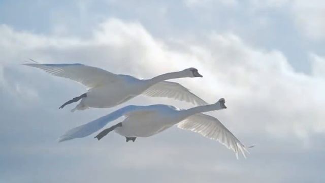 С.В. Рахманинов рапсодия на тему Паганини вариация №18 смотреть онлайн