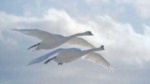 С.В. Рахманинов рапсодия на тему Паганини вариация №18