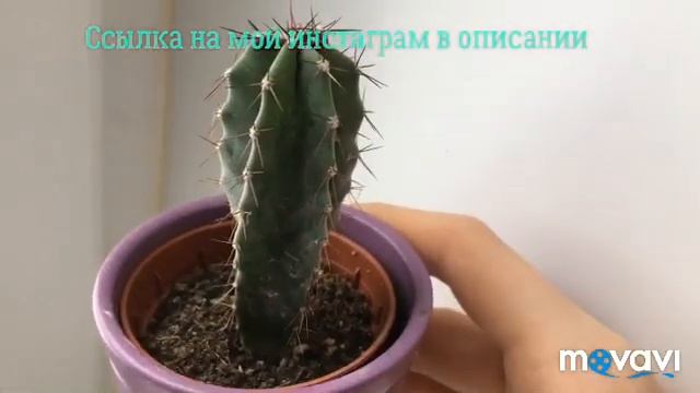 Моя коллекция кактусов/ мои кактусы и суккуленты // Ди Любитель Кактусов?