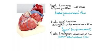 Лекция 5. Сердце. Нормальная физиология.