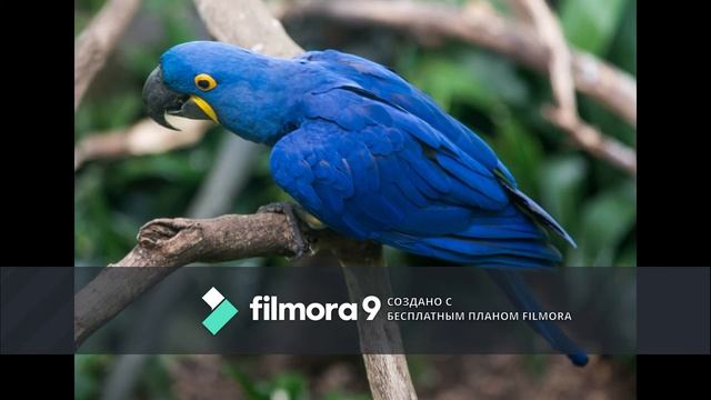 #2 Гиацинтовые ары смотреть онлайн