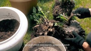 Как проросли ГЕОРГИНЫ в теплице. ВЫСАДКА в открытый грунт.