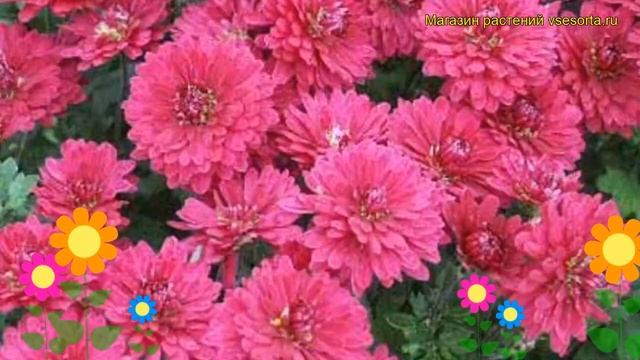 Хризантема девичья Лелия. Краткий обзор, описание характеристик chrysanthemum parthenium