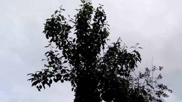 Сад своими руками. Перепрививка старых плодовых деревьев.