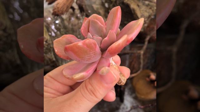 Graptoveria Gypsy, variegated смотреть онлайн