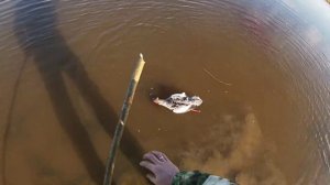 Охота на северную утку с чучелами.