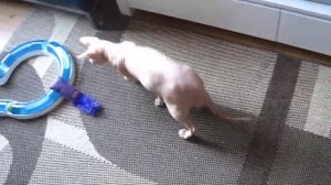 Igor Donskoy (Don Sphynx) wrestle with KONG Kitten Kickeroo cat toy