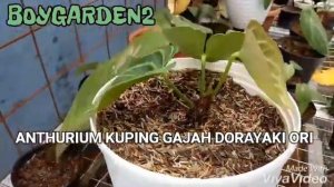 Anthurium Kuping Gajah Dorayaki Original