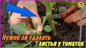 Многие даже не знают нужно ли удалять листья томатов и как правильно это сделать Основные правила