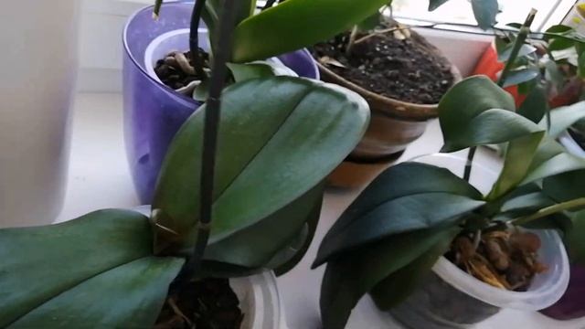 Полив орхидей янтарной кислотой. смотреть онлайн