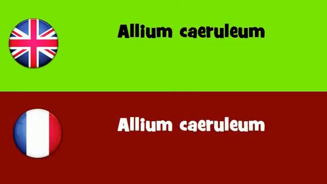 FROM ENGLISH TO FRENCH = Allium caeruleum смотреть онлайн