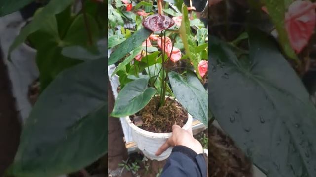 ANTHURIUM INI SANGAT LAYAK DIKOLEKSI !!!??  ANTHURIUM BLACK QUEEN #shorts #anthurium #fyp