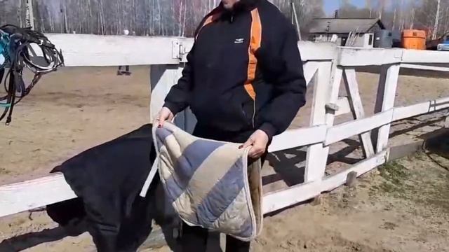 Амуниция для лошади смотреть онлайн