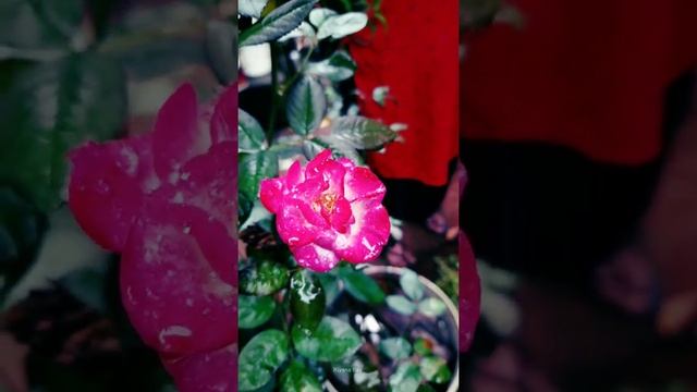 Pink Rose | #nagercoil | #Shorts