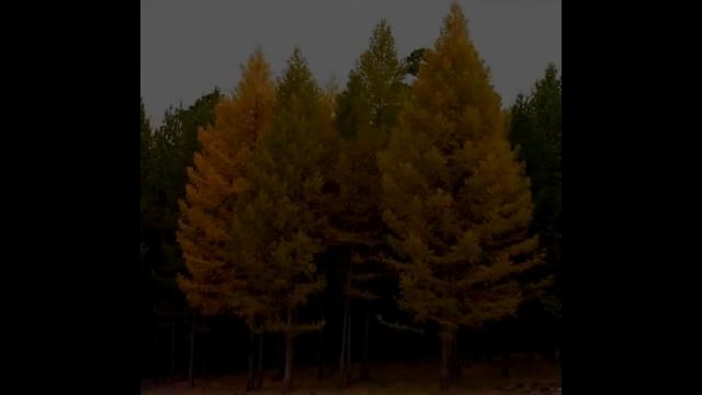Хвойная красавица: ЛИСТВЕННИЦА!