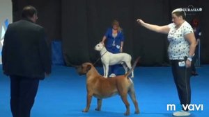 Преса Канарио / Канарский дог Евразия 2019. Лучшая собака 2 группы.