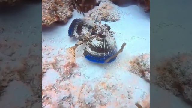 Летающий гурнард смотреть онлайн