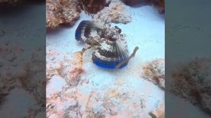 Летающий гурнард