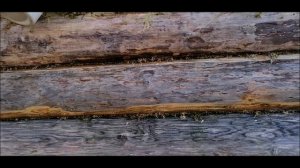 Установка крыши на баню/Баня своими руками