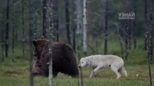 БУРЫЙ МЕДВЕДЬ – Мощный Лесной Зверь Атакующий Волков! Медведь в Деле!